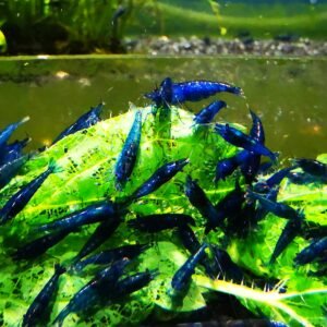 BLUE HIGH GRADE - 1.5-2.0 CM