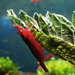 RED CHERRY HIGH GRADE - 1.5-2.0 CM PLUS 2 EXTRA TO EACH GROUP OF 10