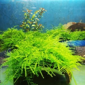 TAIWAN MOSS ON THE HALF OF COCONUT SHELL SIZE APPROX 9-10 CM