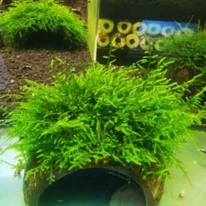 PEACOCK MOSS ON THE HALF OF COCONUT SHELL   SIZE APPROX 9-10 CM