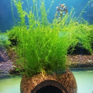 STRINGY MOSS ON THE HALF OF COCONUT SHELL  SIZE APPROX 9-10 CM