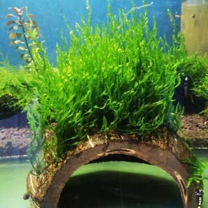 FLAME MOSS ON THE HALF OF COCONUT SHELL  SIZE  APPROX 9-10 CM