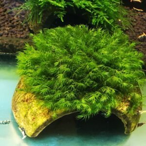FISSIDENS MOSS ON THE HALF OF COCONUT SHELL SIZE APPROX 9-10 CM