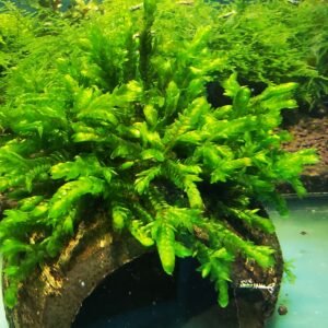 WILLOW GIGANTEA MOSS ON THE HALF OF COCONUT SHELL SIZE APPROX 9-10 CM