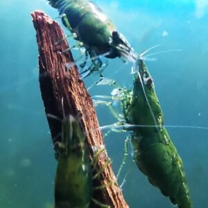 GREEN JADE VERY DARK GREEN COLOR - 1.5-2.0 CM