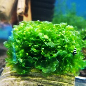 SUBWASSERTANG ON THE HALF OF COCONUT SHELL  SIZE APPROX 9-10 CM