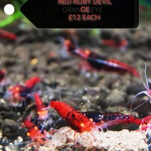 RED RUBY DEVIL ORANGE EYE - 1.0 CM