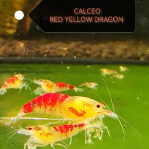 Calceo red / yellow dragon - 1.0 CM
