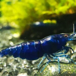 BLUE DIAMOND VERY DARK GLOSSY BLUE COLOR - 1.5-2.0 CM