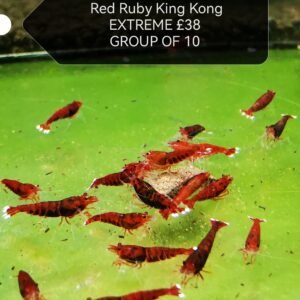 RED RUBY KING KONG EXTREME - 1.0 CM