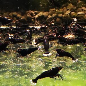 BLACK KING KONG EXTREME - 1.0 CM