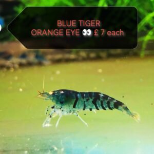 BLUE TIGER ORANGE EYE - 1.0 CM