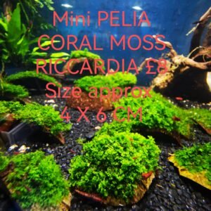 RICCARDIA MINI PELIA COLRAL MOSS ON THE COCONUT SHELL SIZE APPROX 4-6 CM