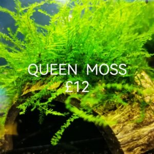 QUEEN MOSS ON THE HALF OF COCONUT SHELL SIZE APPROX 9-10 CM