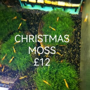 CHRISTMAS MOSS ON THE HALF OF COCONUT SHELL SIZE APPROX 9-10 CM