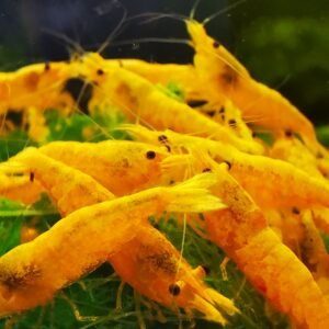 GOLDEN DREAM NEOCARIDINA - 1.5-2.0 CM