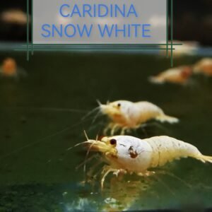CARIDINA SNOW WHITE - 1.0 CM