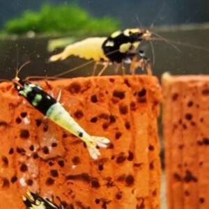 GERMAN BLACK HEAD SPOTTED - 1.0 CM