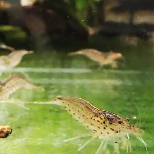 AMANO – ALGAE EATERS approx 2 CM PLUS 2 EXTRA